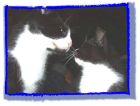 Das sind unsere beiden Katzen Felix und Lucky.