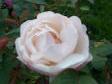 Das ist eine meiner Lieblingsrosen.